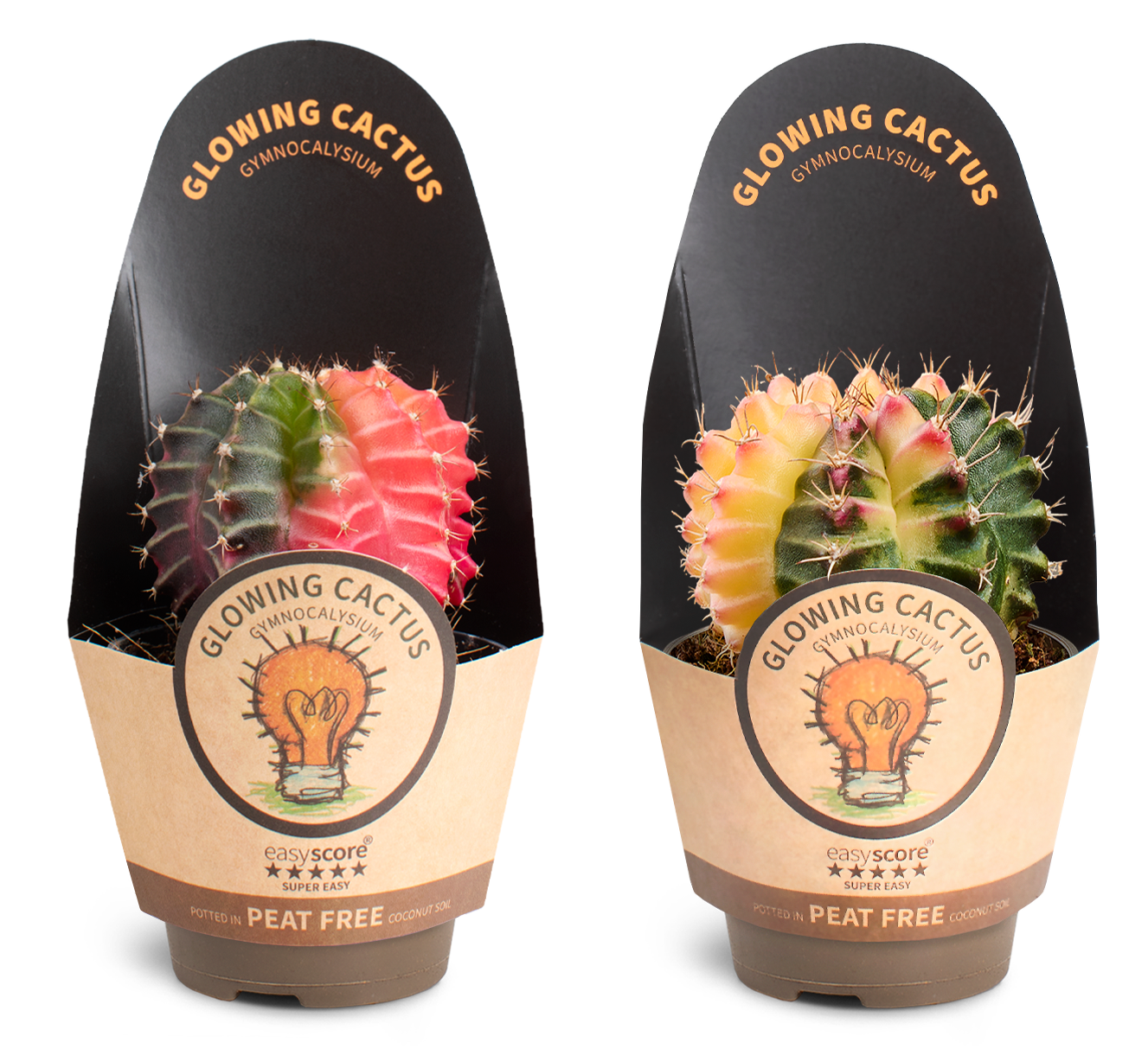 Glow cactus