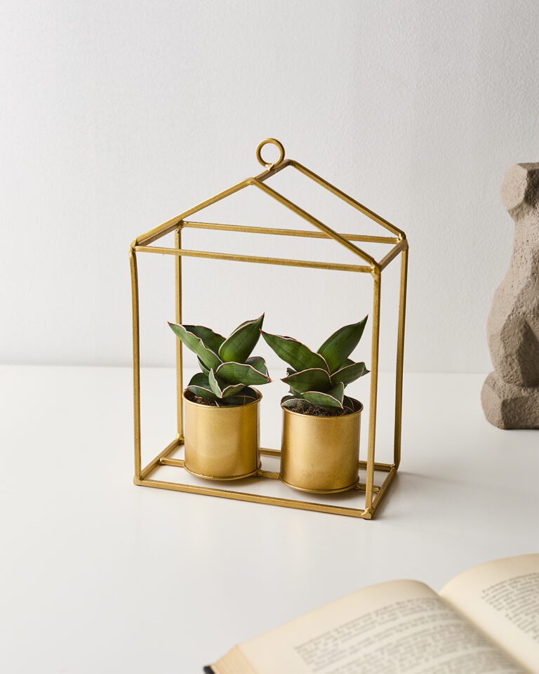 Samurai Plante sansevieria ehrenbergii