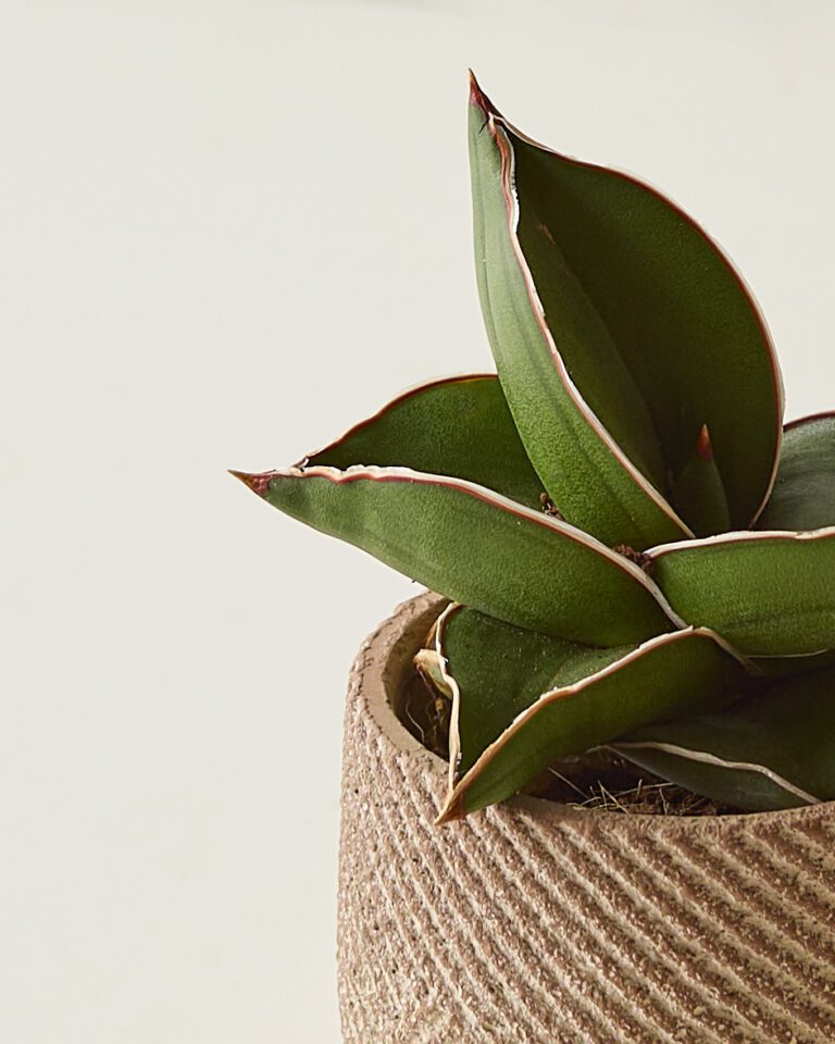Samurai Plante sansevieria ehrenbergii