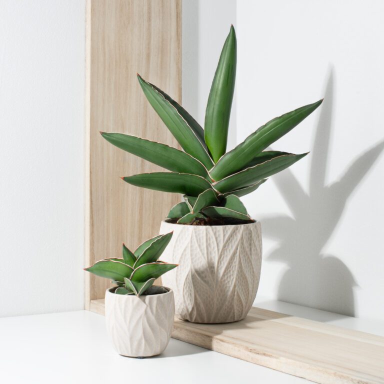 Samurai Plante sansevieria ehrenbergii