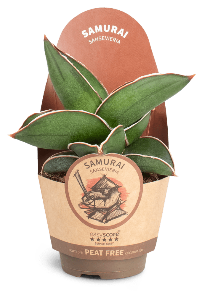 Samurai Plante sansevieria ehrenbergii
